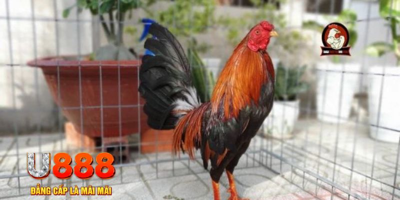 betvisa slot game máy bay nổ hũ