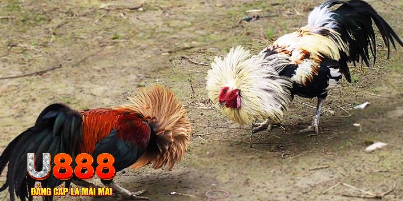 betvisa slot game nổ hũ là gì